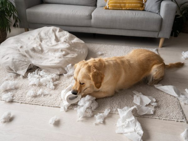 Why Do Dogs Scratch Their Beds?